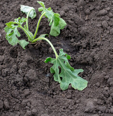 Dying watermelon seedling in the ground.