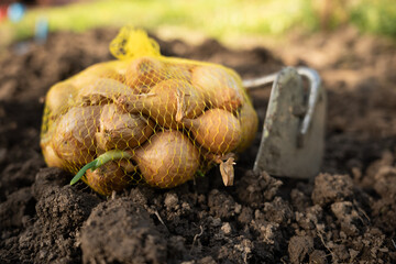 a bag of onions before planting in the garden. garden tool
