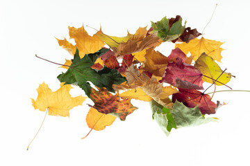 dry autumn leaves in a bunch on a white background