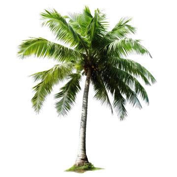 coconut tree isolated on white