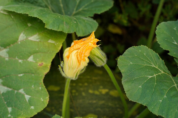 Large closed orange zucchini flowers, soft focus.