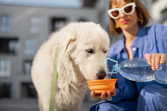 Young woman gives water to drink into portable waterer for her dog during a walk at inner yard of apartment building. concept of pet care