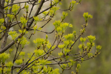 Pattern of green leafs