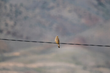 bird of prey - common kestrel - sits on wires and looks out for a victim on a purple background