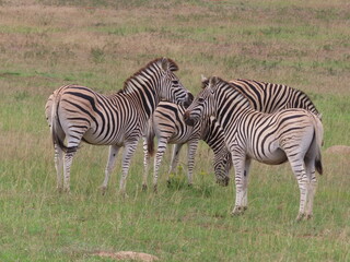 Fototapeta na wymiar Zebra in his natural habit.