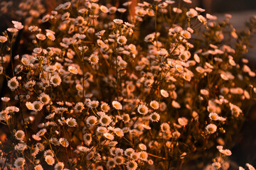 Alpine Chamomile Blooms on Mountain