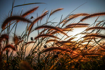 wheat field at sunrise