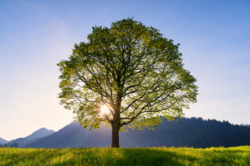 A beautiful tree standing on an alpine meadow illuminated by the sun's rays coming from behind the mountain (Tannheimer Tal, Tyrol, Austria) - obrazy, fototapety, plakaty