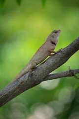 Tree lizard looking at the prey.