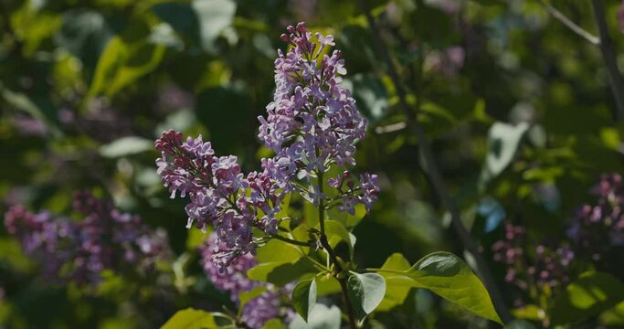 Blooming purple lilac bush background