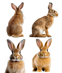 Brown bunny rabbit hare, many angles and view portrait side back head shot isolated on transparent background cutout, PNG file	