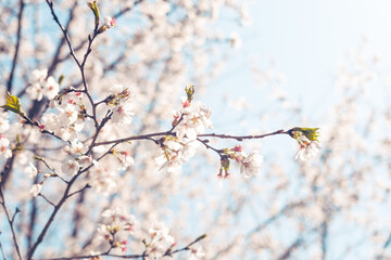 beautiful cherry blossom, spring day