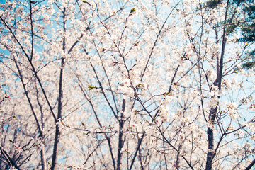 beautiful cherry blossom, spring day