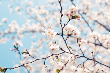 beautiful cherry blossom, spring day