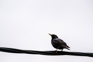 black mother-of-pearl starling sits on a pole and cheerfully sings a spring song