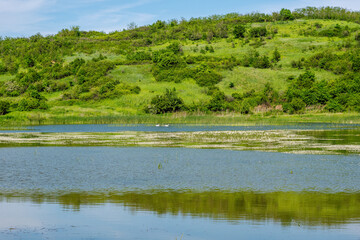 Picturesque landscape of a swamp lake in spring with a swimming family of mute swans with young birds in the distance, green grassy hill with bushes in background, blue sky on horizon.