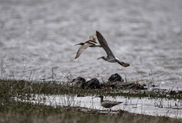 a gray bird with a long beak - the middle curlew walks along the shore of the lake and collects food