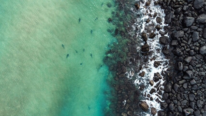 Sharks in the ocean, close to beach, in Jeju Island. Drone photography sharks. Jungmun Saekdal Beach, Jeju Island, South Korea