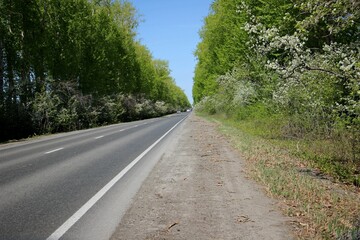 Asphalt road in the spring forest on a bright sunny day.