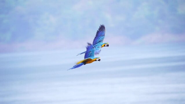 blue and gold macaw free flying in the sky