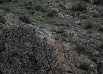 a beautiful predatory vulture sits on the rocks and looks out for prey