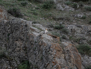 a beautiful predatory vulture sits on the rocks and looks out for prey