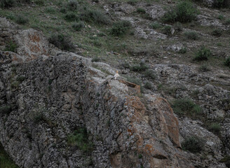 a beautiful predatory vulture sits on the rocks and looks out for prey