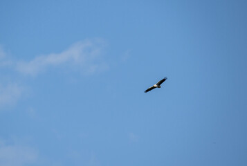 beautiful common vulture predator flies over the gorge and looks out for prey