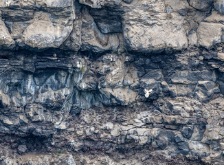 a beautiful predatory vulture sits on the rocks and looks out for prey