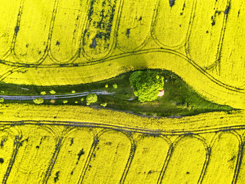 Green trees in the middle of a large flowering yellow rape field, view from above, Drone view