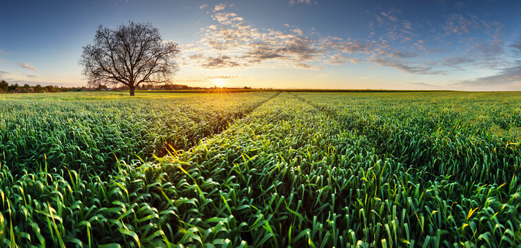 Agriculture - Wheat field panorama at sunset with road
