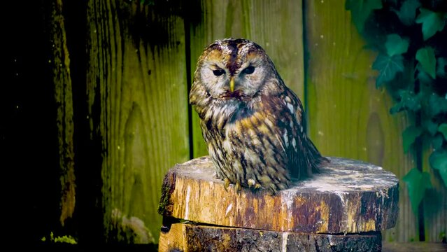 Close up of an owl sitting on a tree stump and looking around