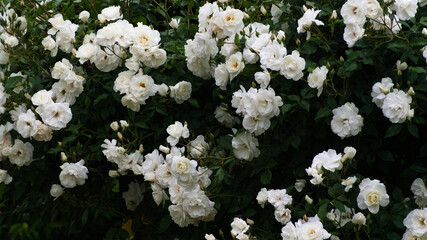 white rose flowers in the garden