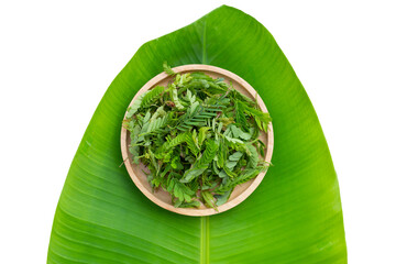 Young tamarind leaves on white background.