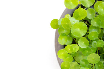 Fresh green centella asiatica plant