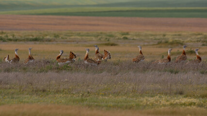 Male Great Bustards (Otis tarda)