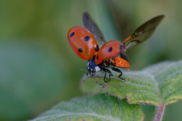 Seven-spot ladybird (Coccinella septempunctata) on a leaf