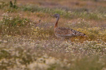 Female Great Bustard (Otis tarda)