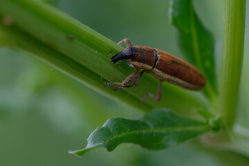 Weevil (Lixus juncii) on a plant