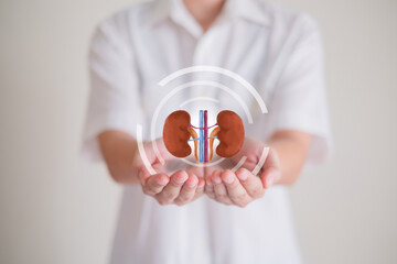 Hand's holding Kidney, concept of organ donation or charity, hospital, anatomy, diagnosis, cancer,...