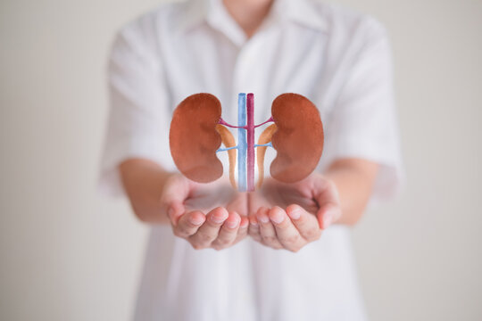 Close up of Hand's holding Kidney, concept of organ donation or charity, hospital, anatomy, diagnosis, cancer, disease donor support, diagnosis health care, insurance background with copy space