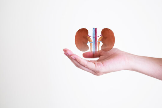 Hand's holding Kidney, concept of organ donation or charity, hospital, anatomy, diagnosis, cancer, disease donor support, diagnosis health care of life and family, insurance background with copy space