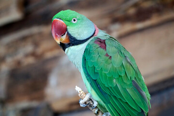 Alexandrine Parakeet - green parrot with red beak