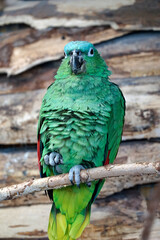 Green Amazon Parrot perching on a branch