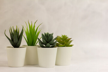 .Indoor artificial plants, various succulents in pots. Succulents in white mini-pots. Ideas for...