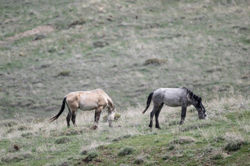 Naklejka na ściany i meble horses graze on green meadows in the mountains of Armenia