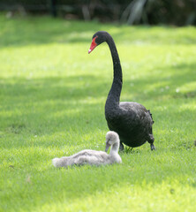Black swan protecting her cygnet. Vertical format.