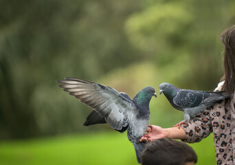 Pigeons flying landing on a girl’s hand. Western Springs Park. Auckland.