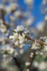  white flowers on a background of blue sky