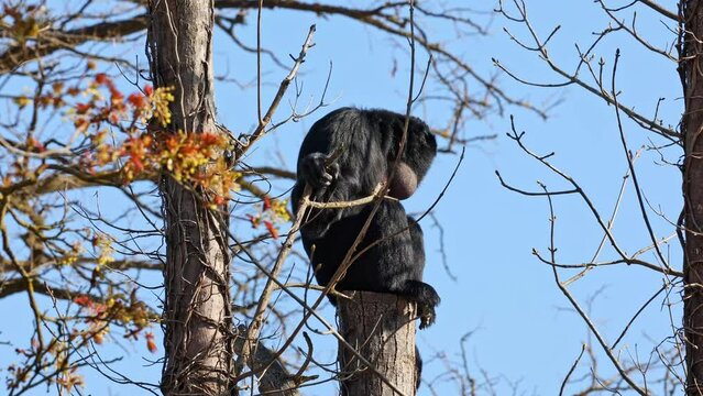 The black-headed spider monkey, Ateles fusciceps is a species of spider monkey, a type of New World monkey, from Central and South America.